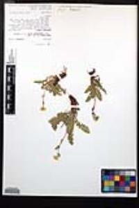 Geum rossii image