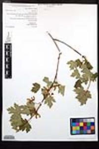 Acer glabrum image