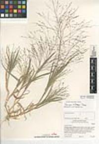 Panicum hillmanii image