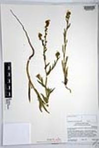 Amsinckia intermedia image
