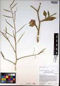 Brassica tournefortii image