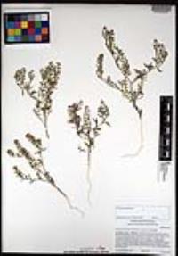 Lepidium lasiocarpum subsp. lasiocarpum image