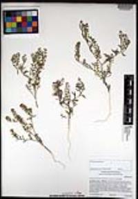 Lepidium lasiocarpum image