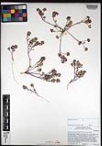 Lepidium lasiocarpum image