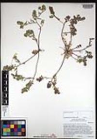 Lepidium lasiocarpum image