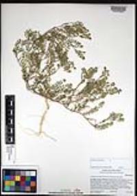 Lepidium lasiocarpum image