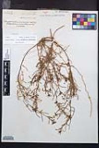 Camissonia strigulosa image
