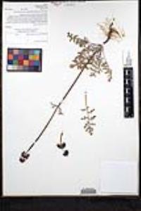 Salvia columbariae image