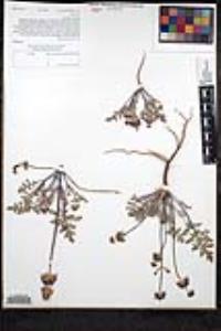 Salvia columbariae image