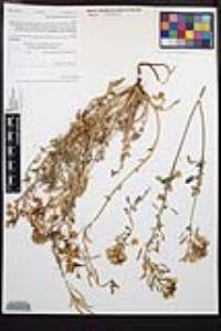 Chylismia claviformis image