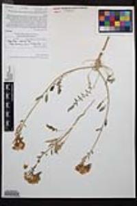 Chylismia claviformis var. peirsonii image