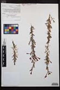 Epilobium canum image