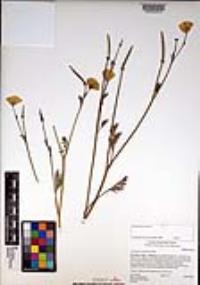 Eschscholzia californica image