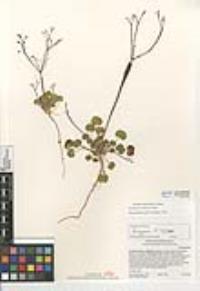 Eriogonum clavatum image