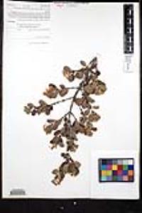 Ceanothus greggii var. perplexans image