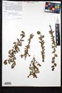 Rhamnus crocea image