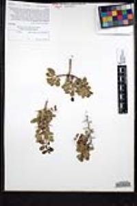 Ziziphus parryi image