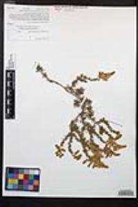 Adenostoma fasciculatum image