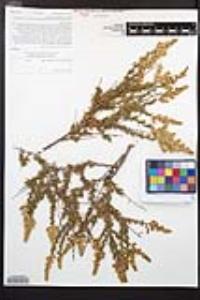 Adenostoma fasciculatum image