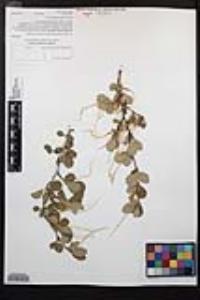 Cercocarpus montanus var. glaber image