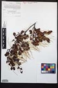 Cercocarpus minutiflorus image