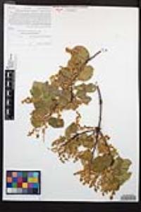 Prunus ilicifolia subsp. ilicifolia image