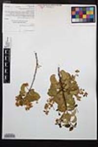 Prunus ilicifolia subsp. ilicifolia image