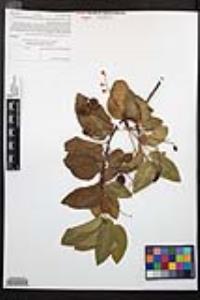 Prunus ilicifolia image