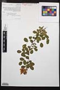 Rosa californica image