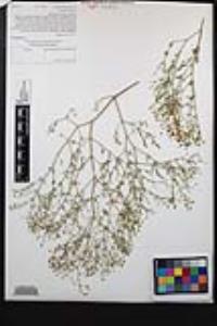 Fagonia laevis image