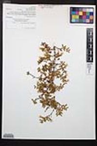 Larrea tridentata image