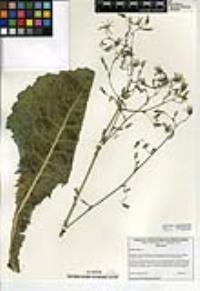 Lactuca virosa image