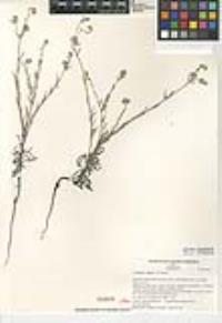 Cryptantha wigginsii image