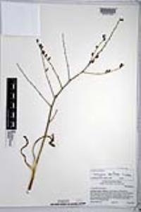 Chlorogalum parviflorum image