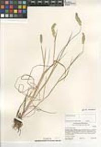 Phalaris lemmonii image