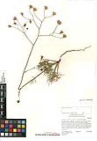 Chaenactis carphoclinia image