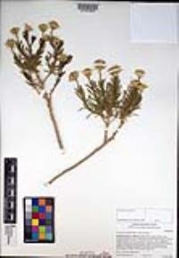 Ericameria linearifolia image