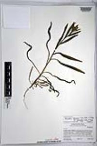 Amsinckia intermedia image