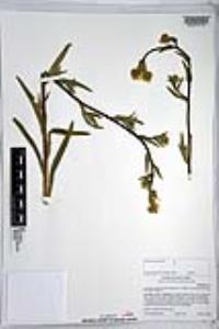Amsinckia intermedia image