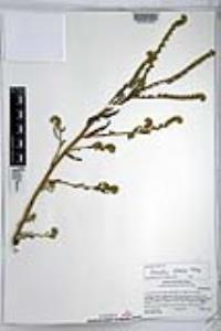 Amsinckia menziesii image