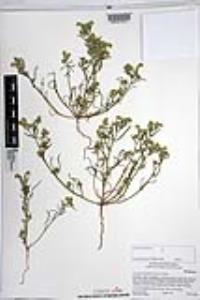 Johnstonella angustifolia image