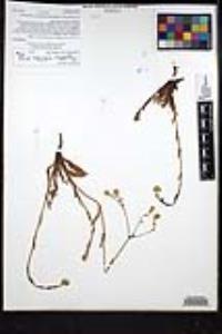 Plagiobothrys nothofulvus image