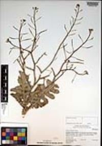 Brassica tournefortii image