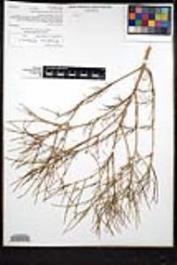 Sisymbrium altissimum image