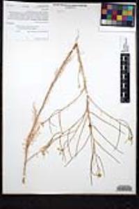 Sisymbrium altissimum image