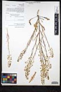 Thysanocarpus curvipes subsp. eradiatus image