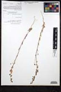 Thysanocarpus curvipes image