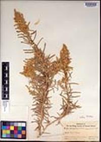 Atriplex linearis image