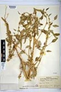 Amaranthus palmeri image