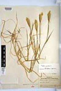 Phalaris paradoxa image